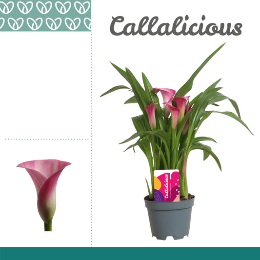 Zantedeschia Zazu 25cm 510cm Pot