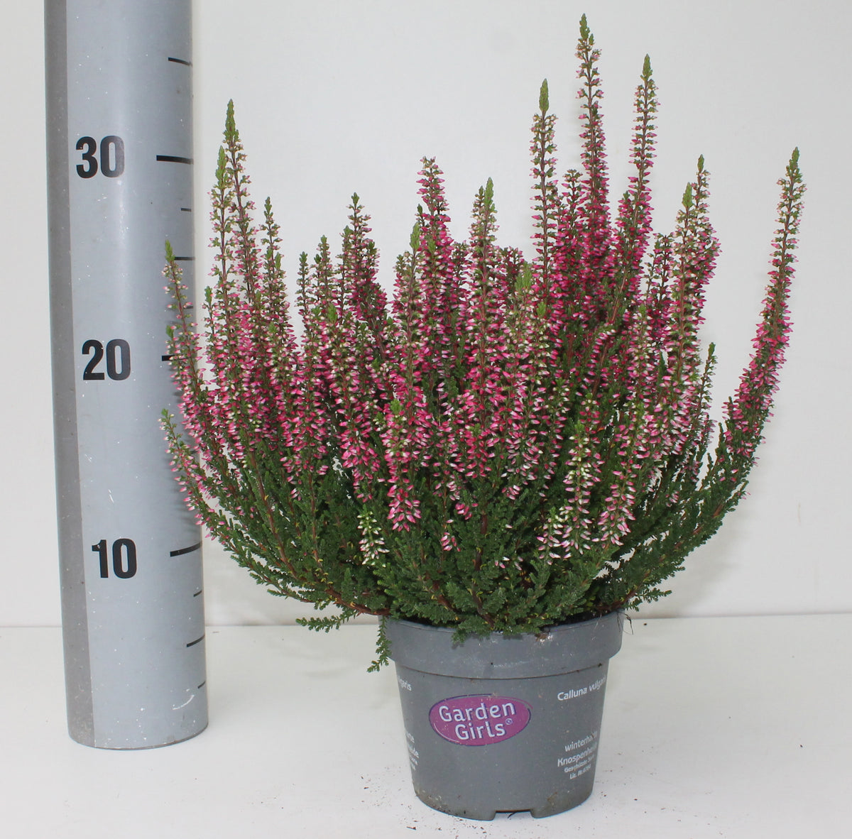 Calluna Garden Girls Amina 25cm 12cm Pot