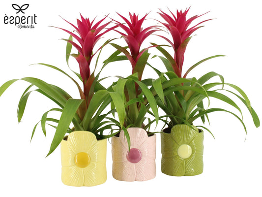 Esperit Elements Vof Guzmania Voila Pack of 5