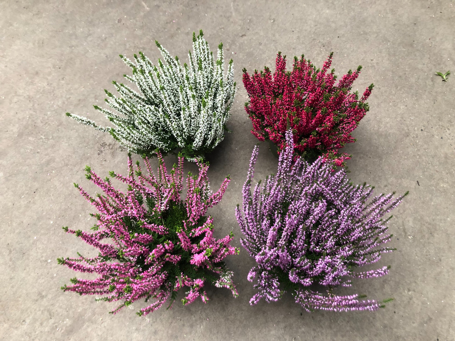 Calluna Garden Girls mix 25cm 12cm Pot