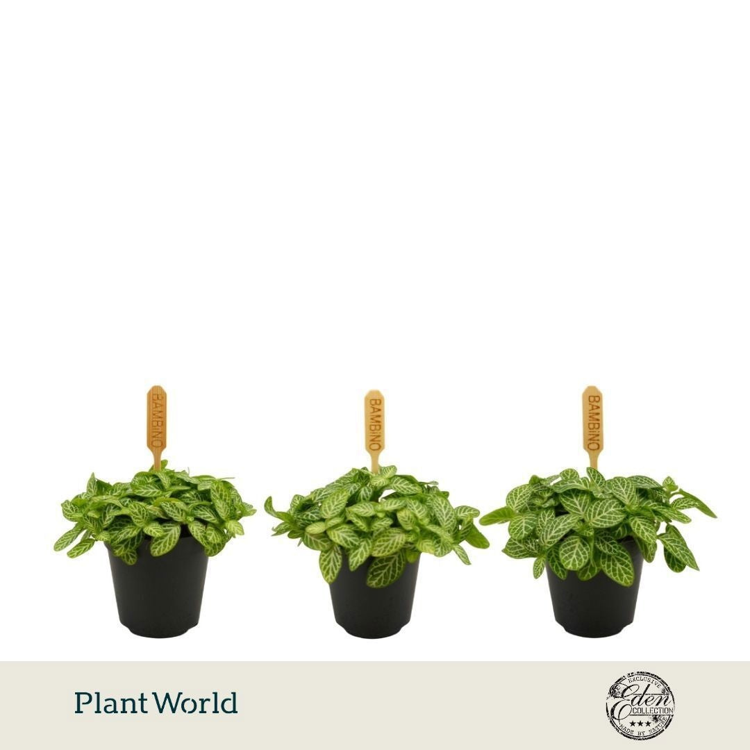 Plantworld Smit Kwekerij Fittonia verschaffeltii Pack of 20