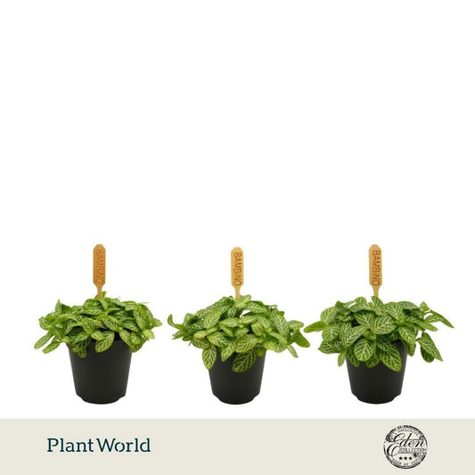 Fittonia verschaffeltii 10cm 5.5cm Pot