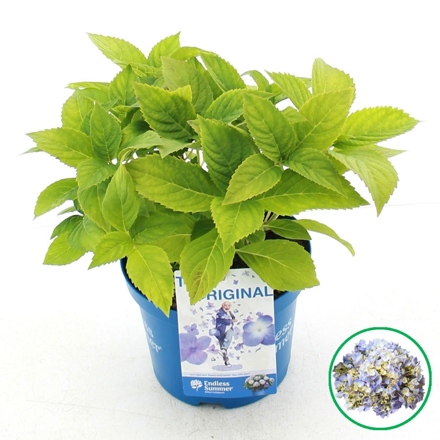 Hydrangea Endless Summer 35cm 20cm Pot