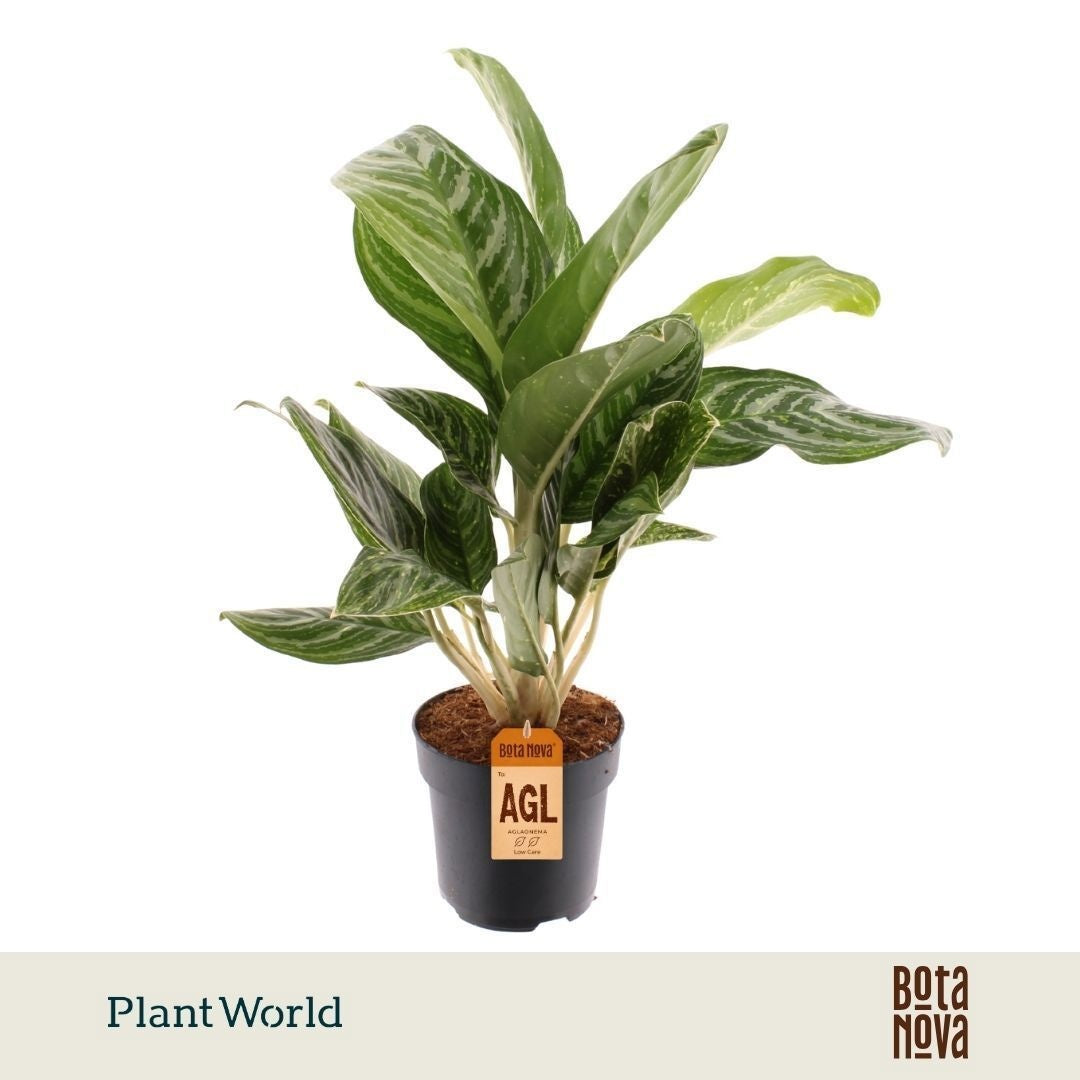 Plantworld Jogrow Aglaonema Green Sun Pack of 6