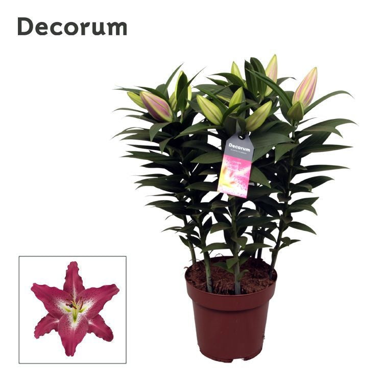 Lilium oriental Entertainer 50cm 17cm Pot