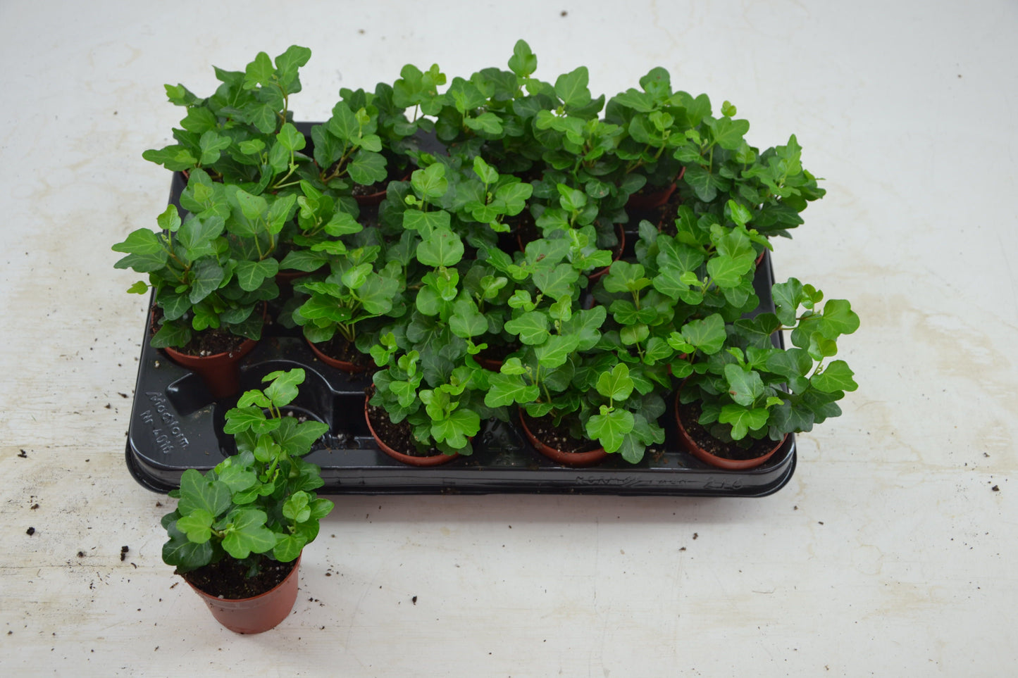 Hedera helix green 7cm Pot