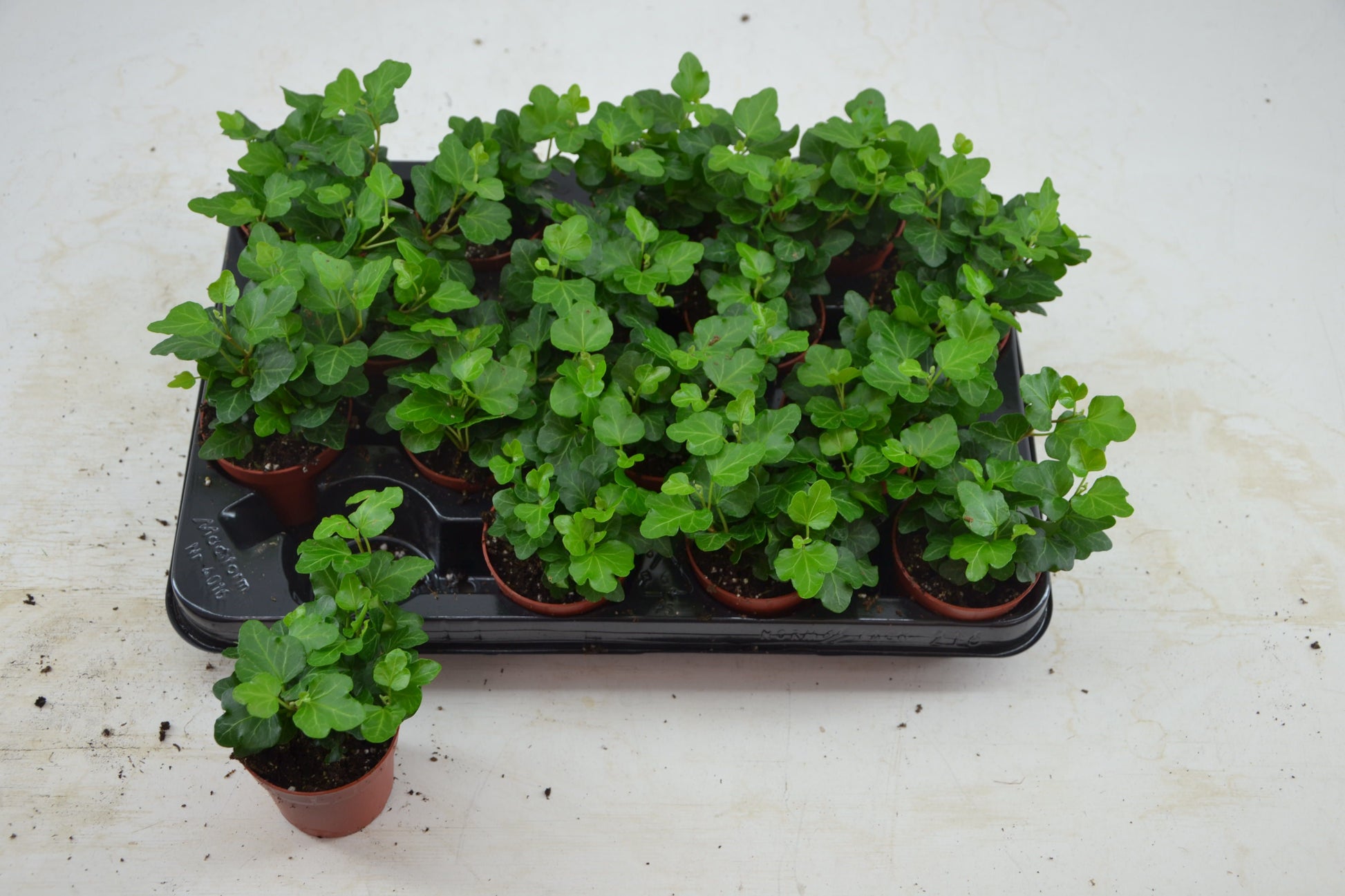 Hedera helix green 7cm Pot