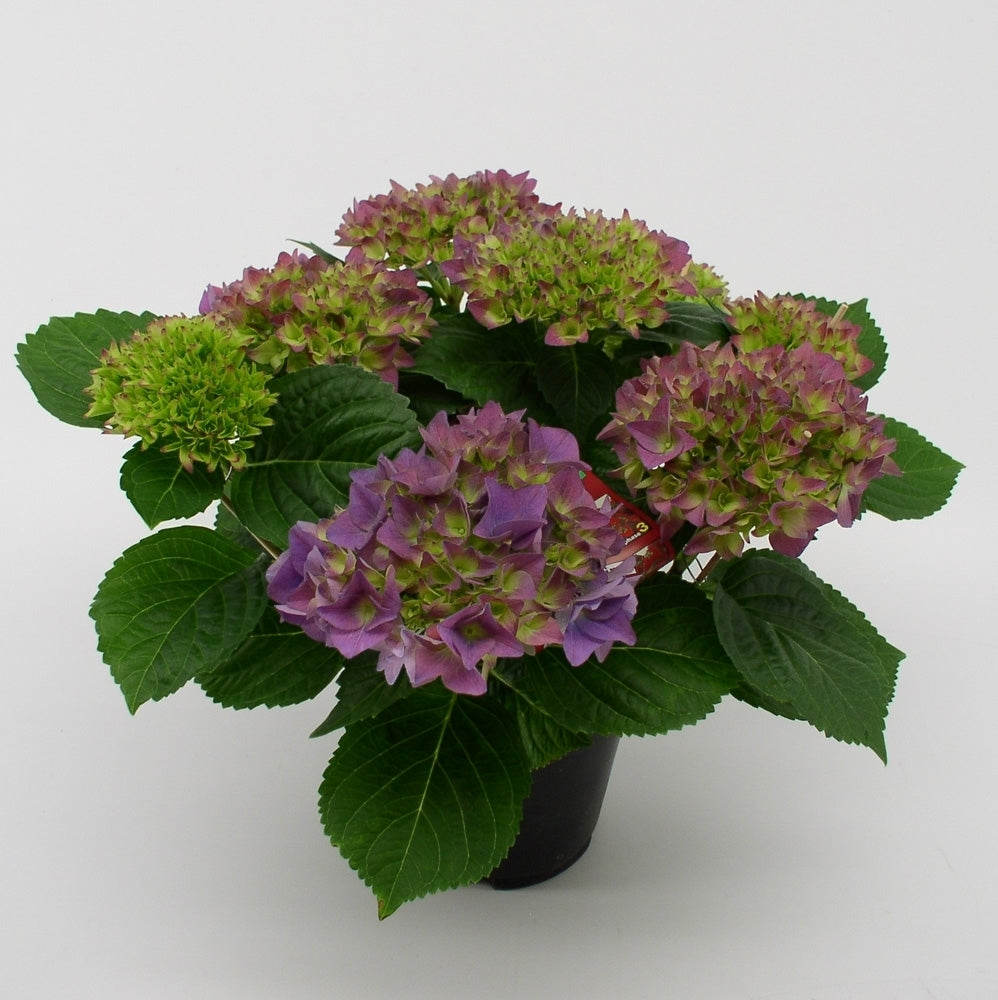 Hydrangea macr. Hovaria Hobergine 40cm 14cm Pot