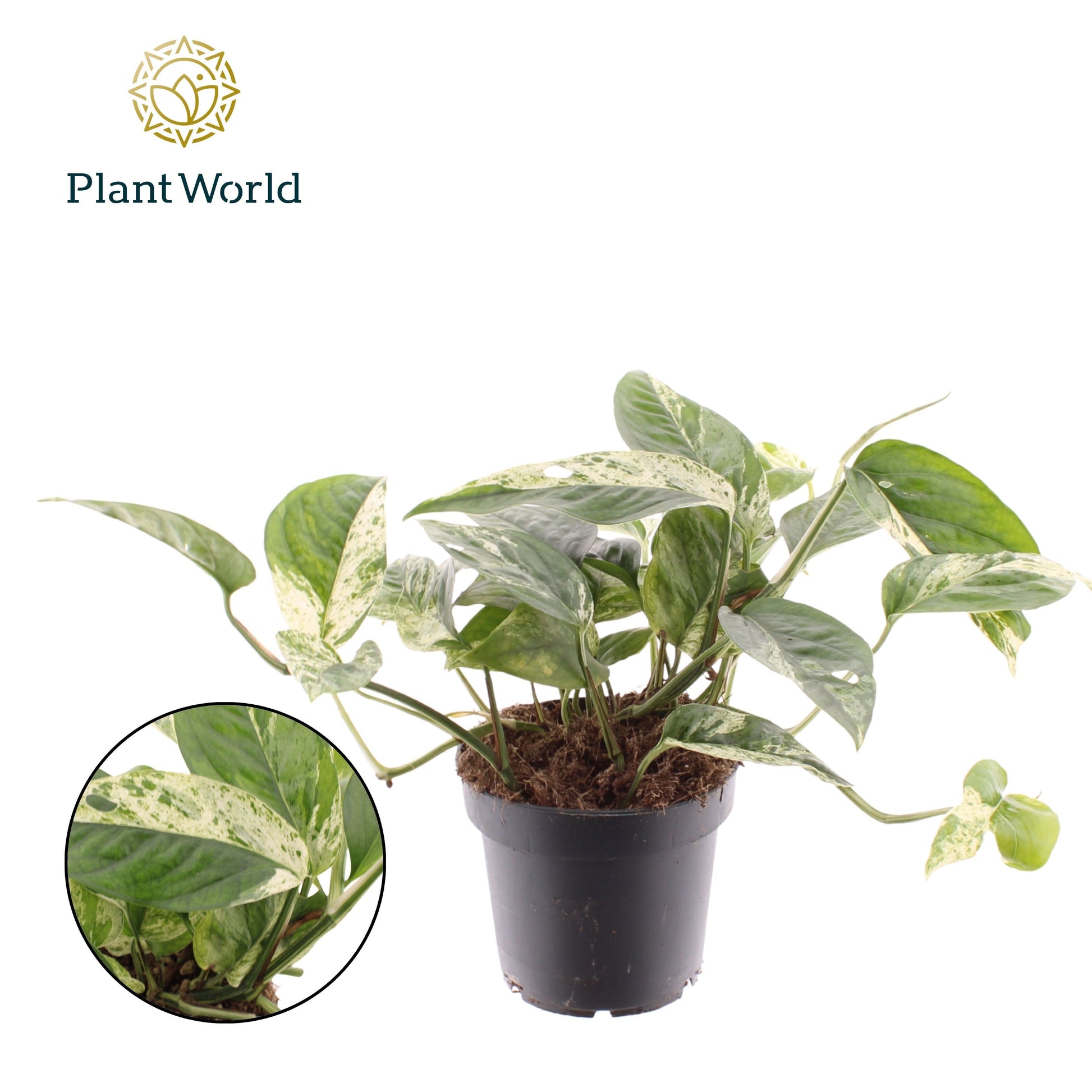 Epipremnum pinnatum 20cm 12cm Pot