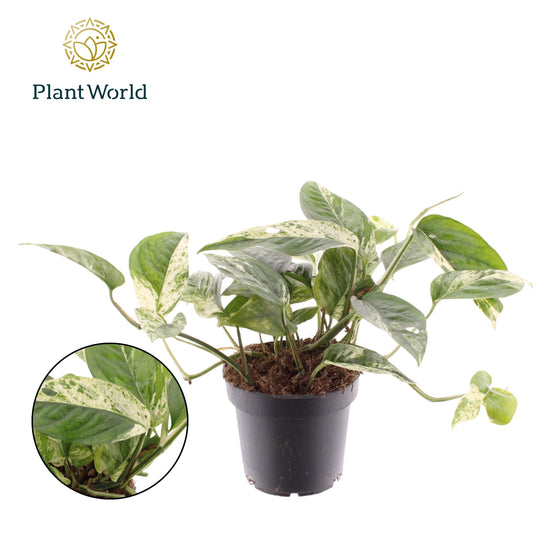 Epipremnum pinnatum 20cm 12cm Pot