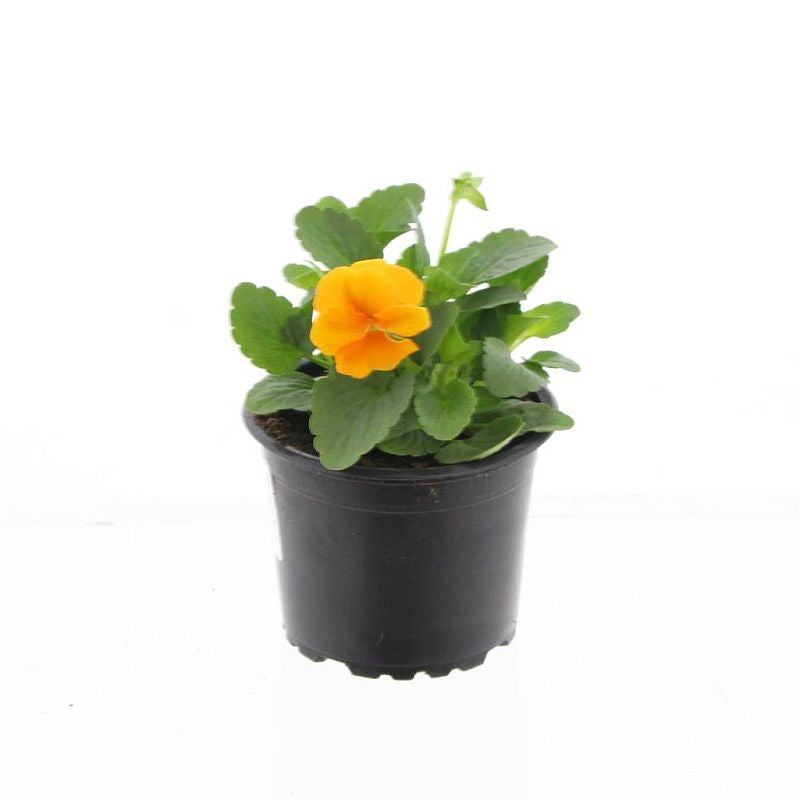Viola corn. orange 15cm 9cm Pot