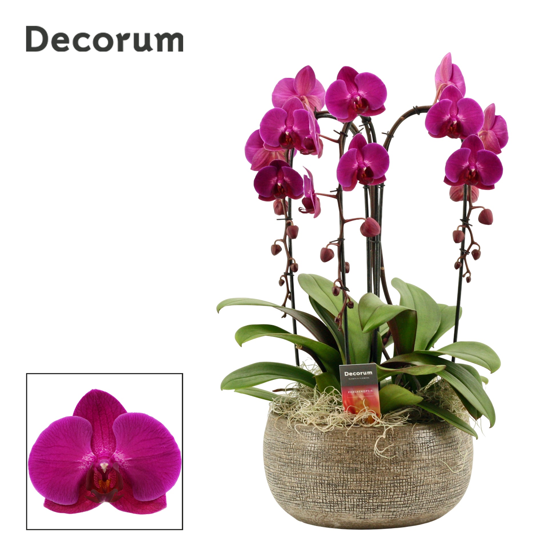 Phalaenopsis purple 55cm 27cm Pot