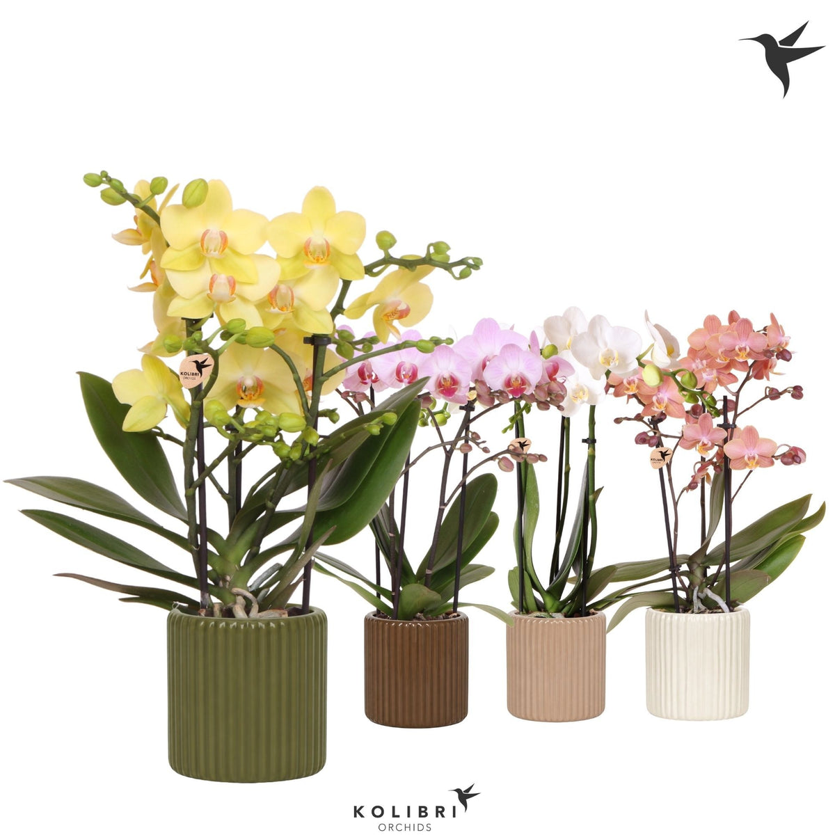 Phalaenopsis mix 40cm 9cm Pot