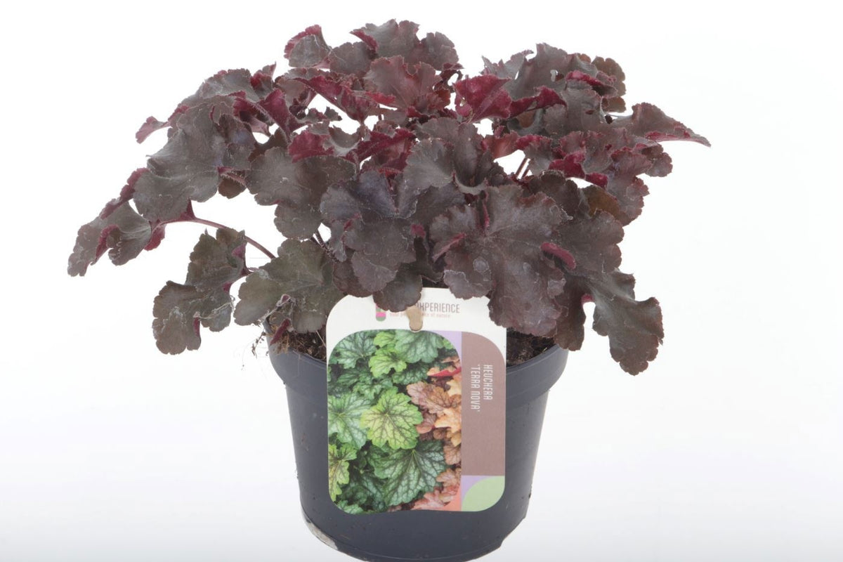 Heuchera Melting Fire 25cm 13cm Pot