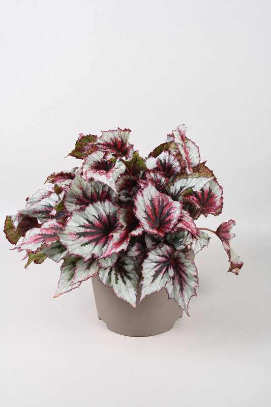 Begonia Beleaf Evening Glow 33cm 17cm Pot