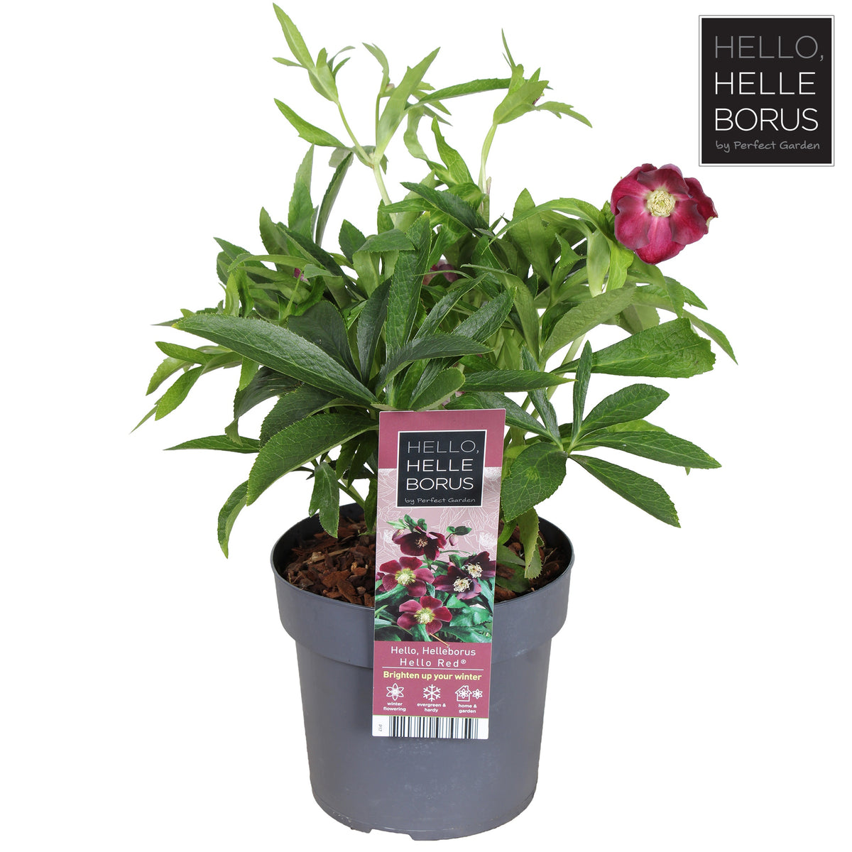 Helleborus orientalis 35cm 17cm Pot
