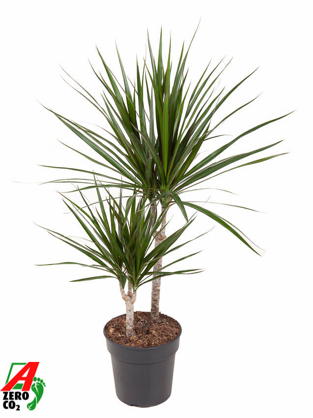 Dracaena marginata 80cm 19cm Pot