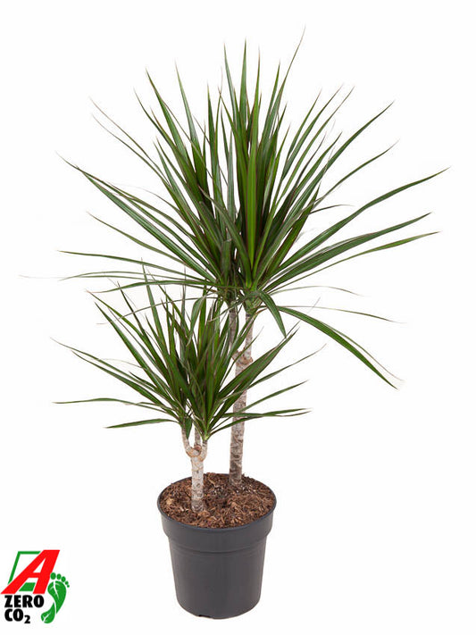 Dracaena marginata 80cm 19cm Pot