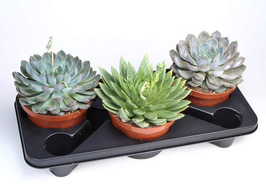 Succulenten mix 25cm 17cm Pot