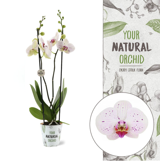 Phalaenopsis Bohemian Goya 60cm 12cm Pot