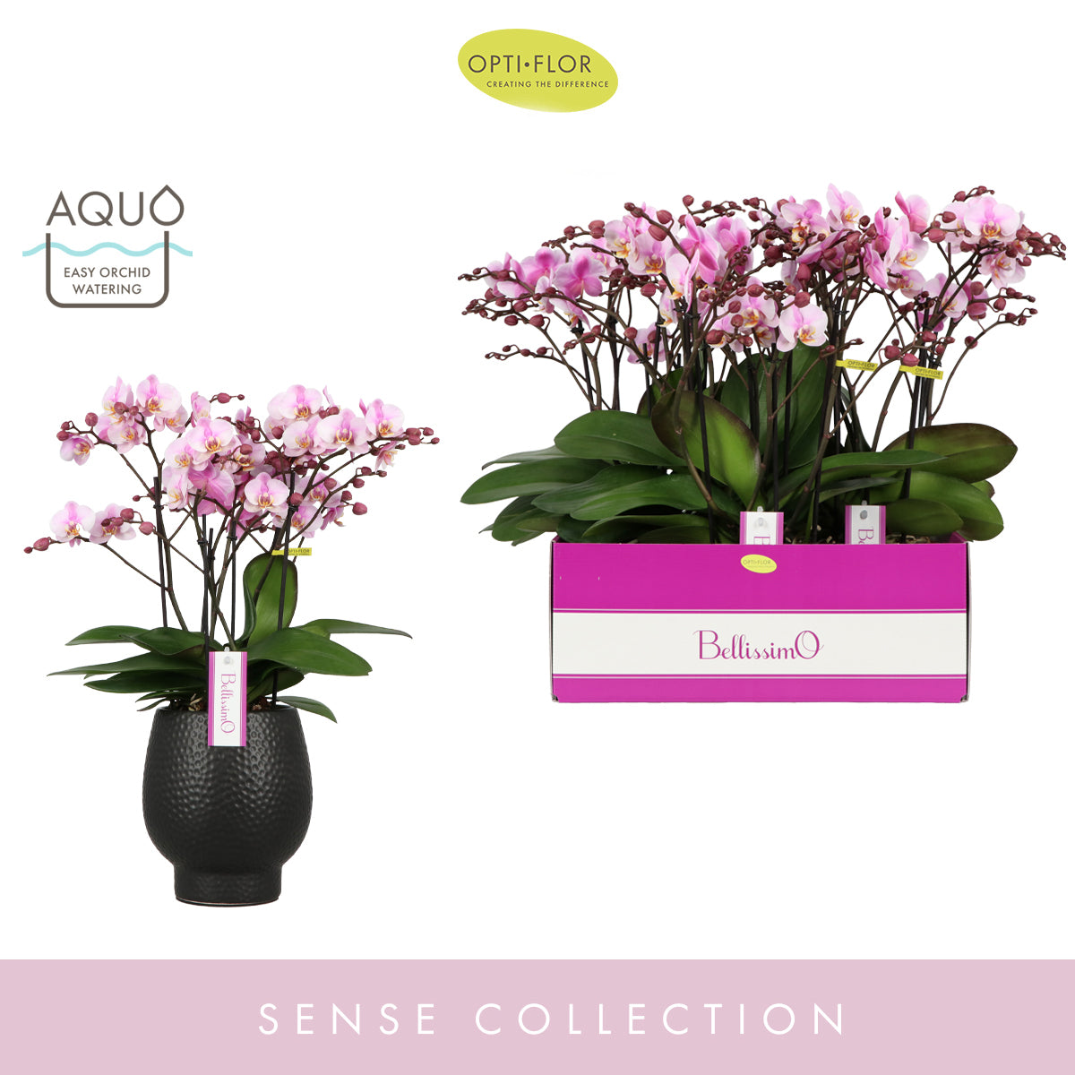 Phalaenopsis pink 50cm 15cm Pot