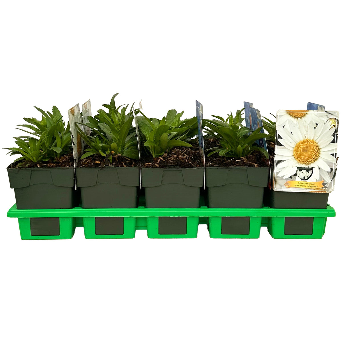 Leucanthemum sup. Madonna 25cm 11cm Pot
