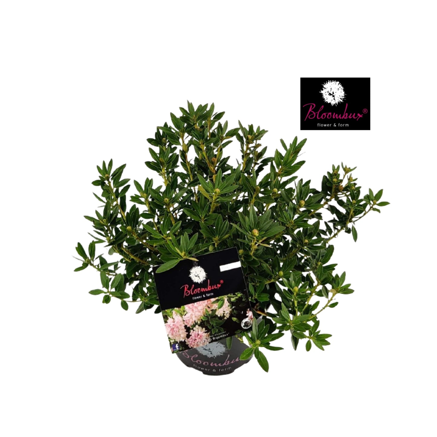 Rhododendron hippophaeoides 35cm 17cm Pot