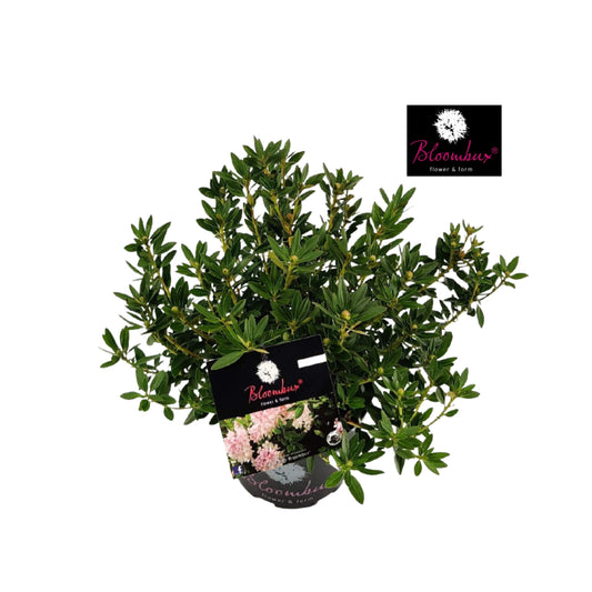 Rhododendron hippophaeoides 35cm 17cm Pot
