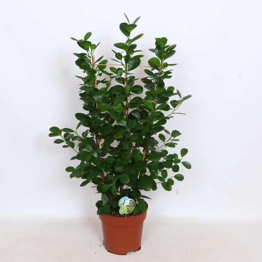 Ficus micr. Moclame rek 90cm 24cm Pot
