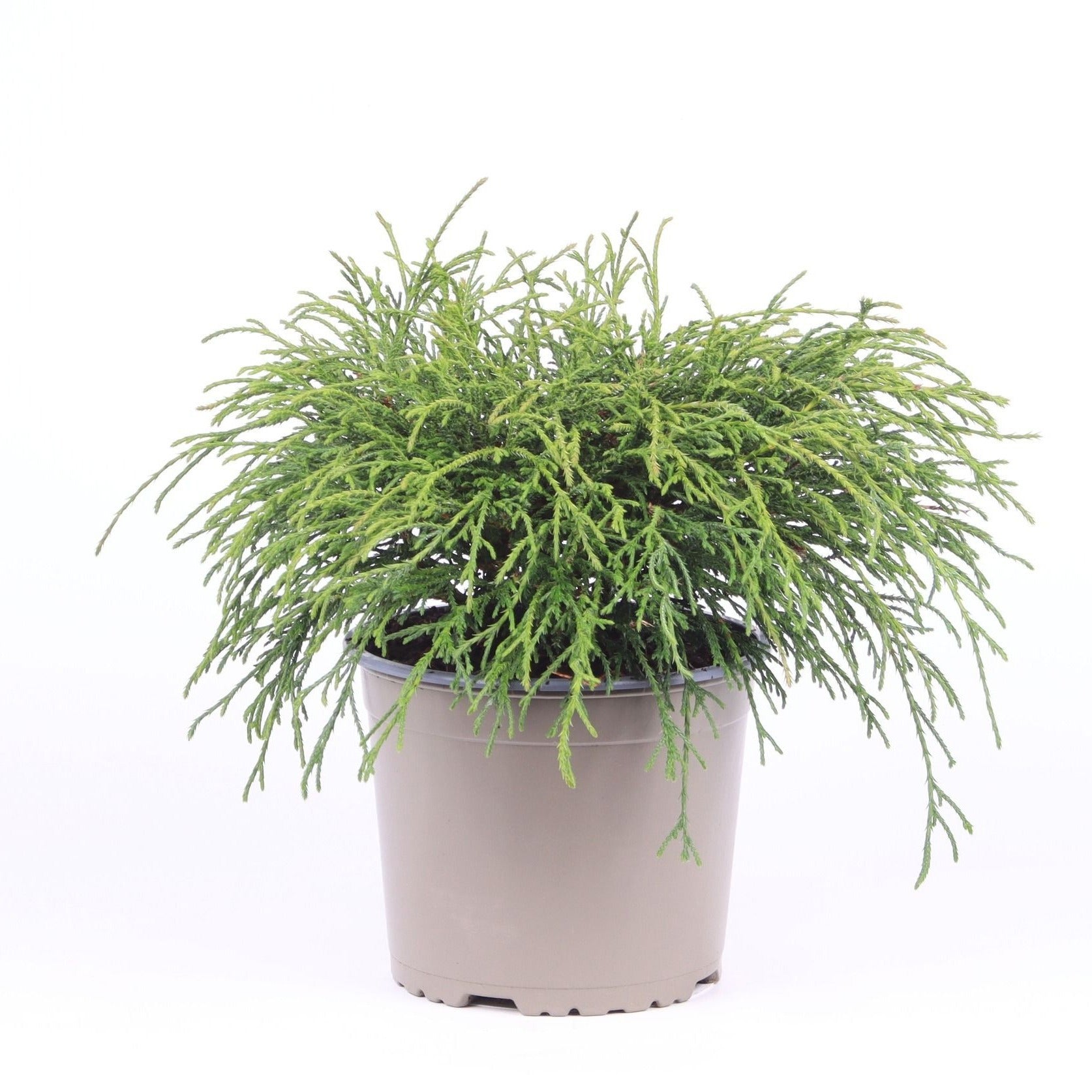 Chamaecyparis Filifera Nana 35cm 17cm Pot