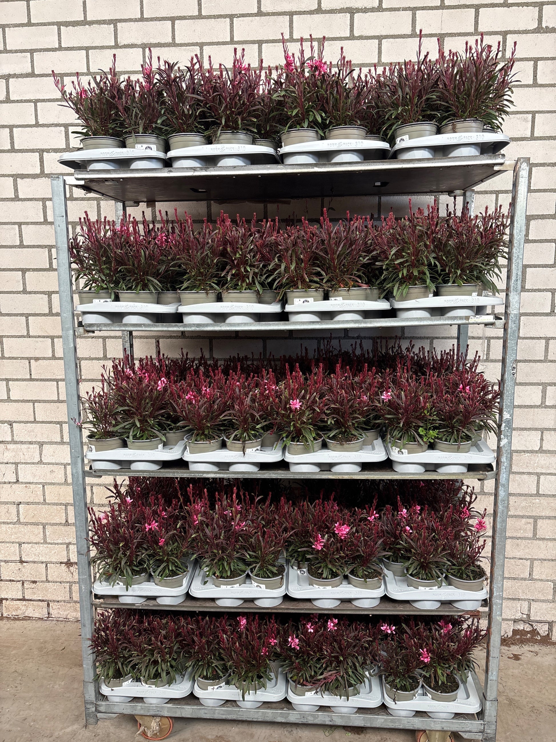 Gaura lind. Belleza Compact Pink 30cm 13cm Pot