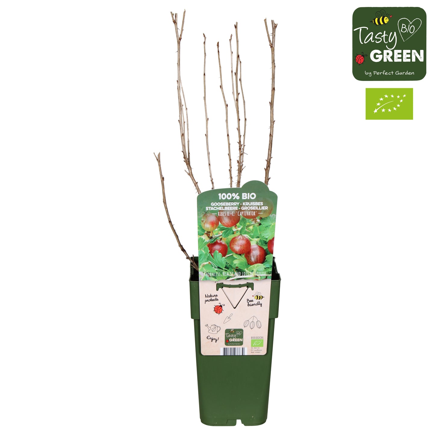 Ribes ("Gooseberry") uva-crispa 50cm 15cm Pot