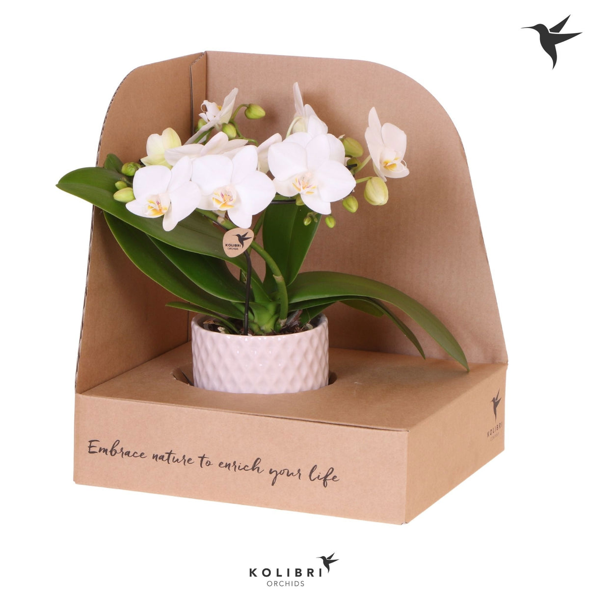 Phalaenopsis multiflora white 30cm 9cm Pot