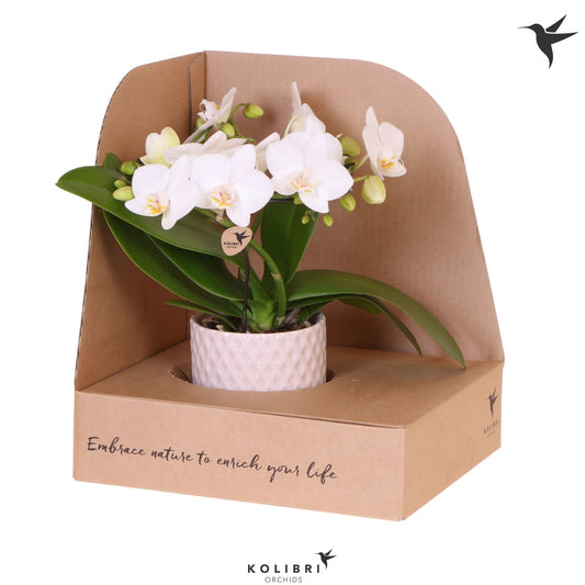 Phalaenopsis multiflora white 30cm 9cm Pot