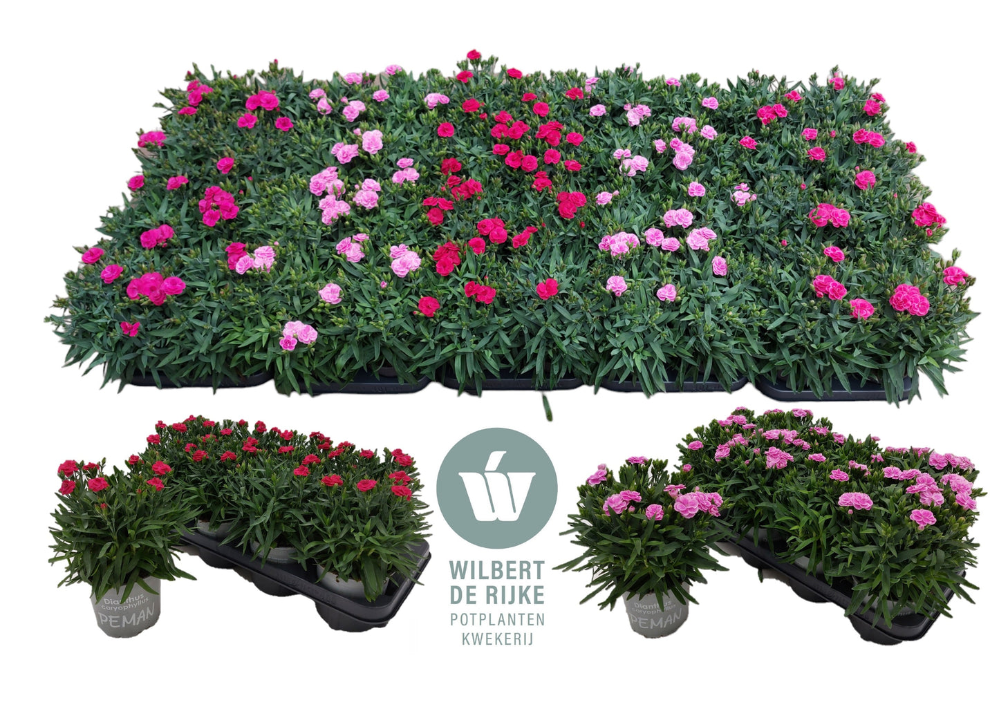 Dianthus Peman mix 25cm 12cm Pot