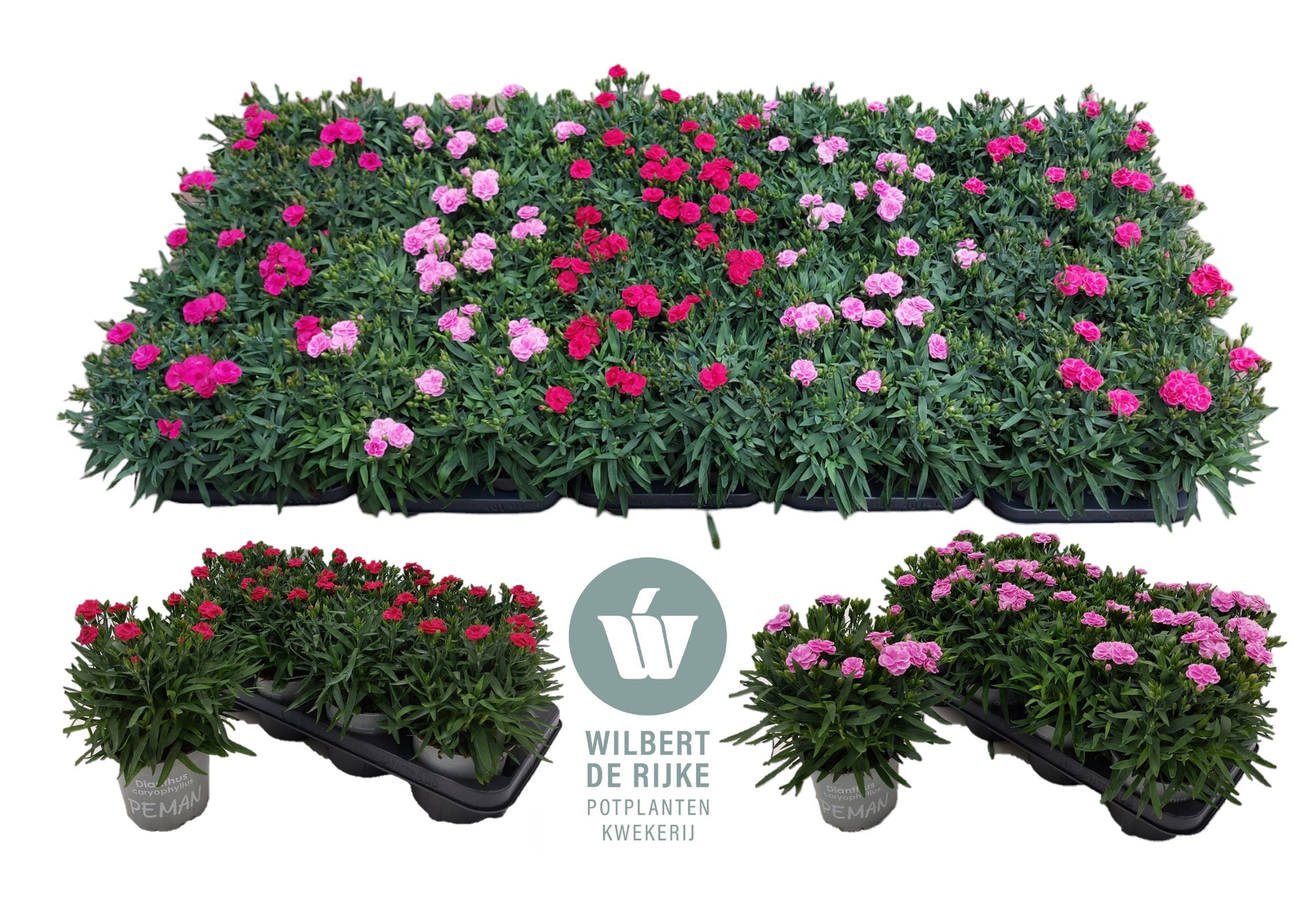 Dianthus Peman mix 25cm 12cm Pot