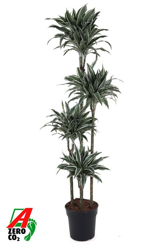 Dracaena fragrans White Jewel 170cm 27cm Pot