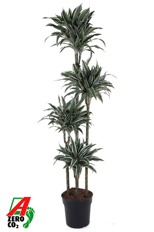 Dracaena fragrans White Jewel 170cm 27cm Pot