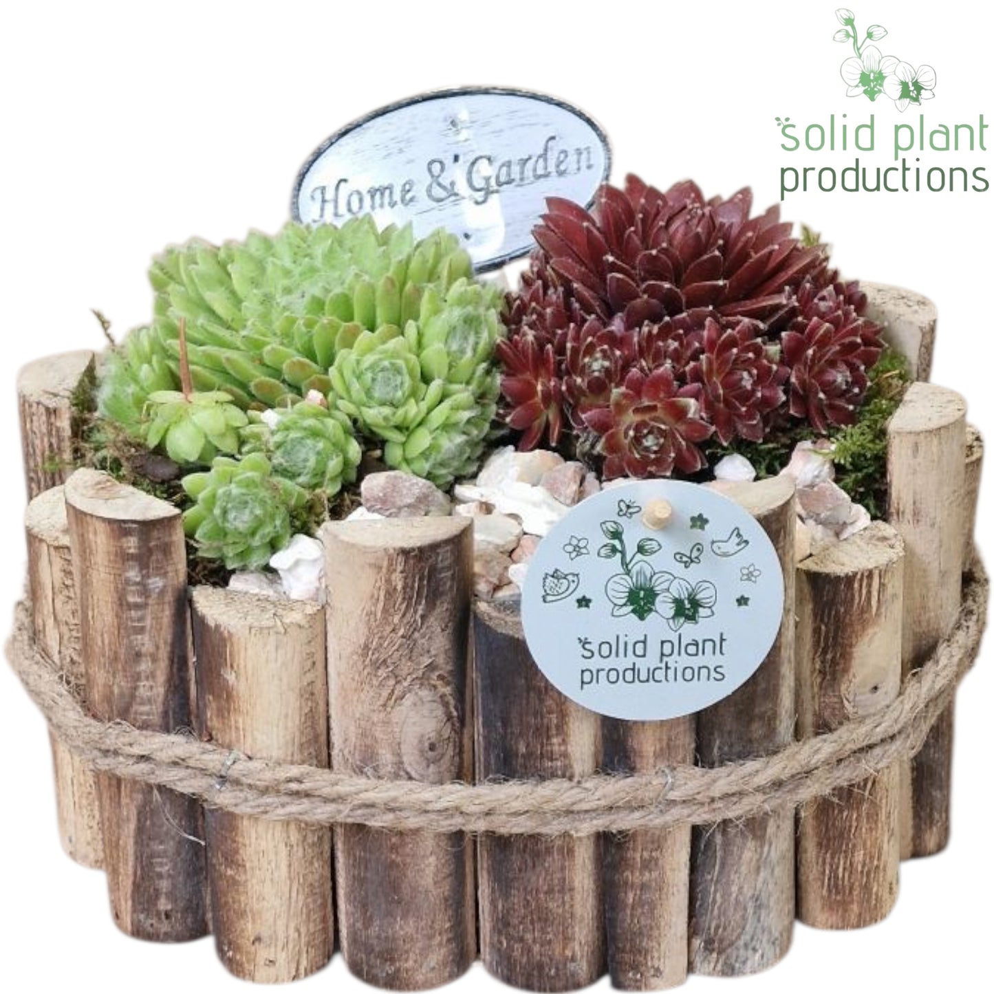 SMP011 Bologna Small Sempervivum 20cm 23cm Pot