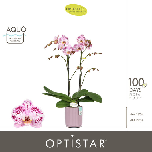 Phalaenopsis Hybrid 60cm 12cm Pot