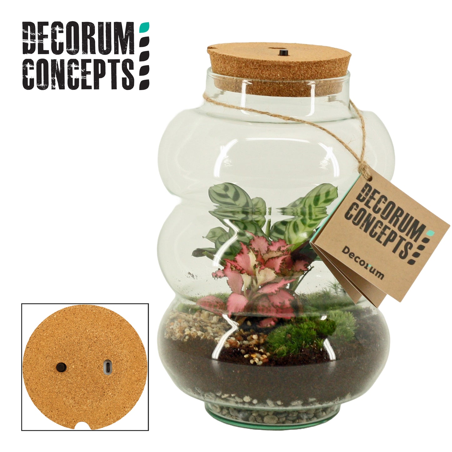 Duijn-Hove BV, kwekerij arr. Terrarium Pluto large GCPLL Pack of 3