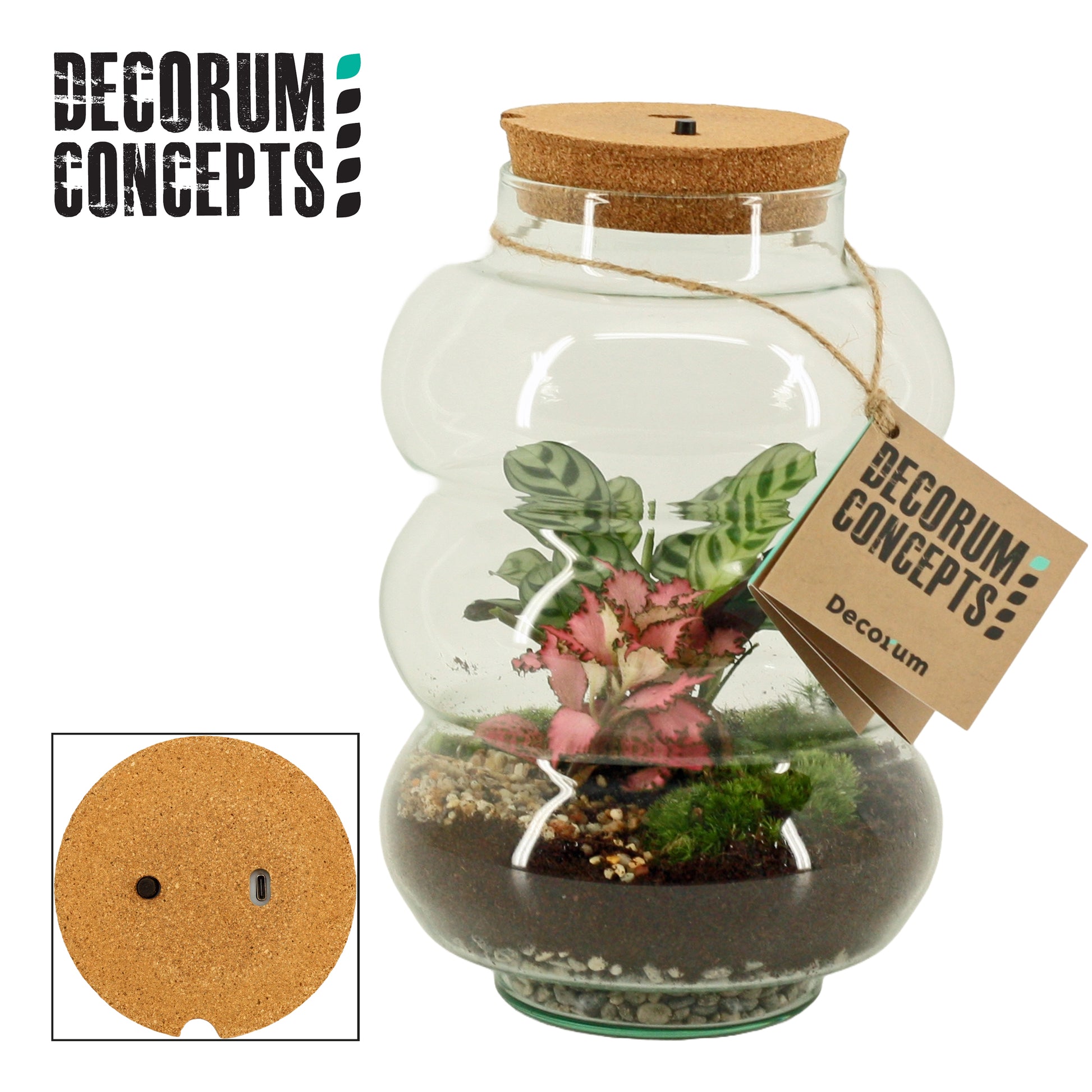 Duijn-Hove BV, kwekerij arr. Terrarium Pluto large GCPLL Pack of 3