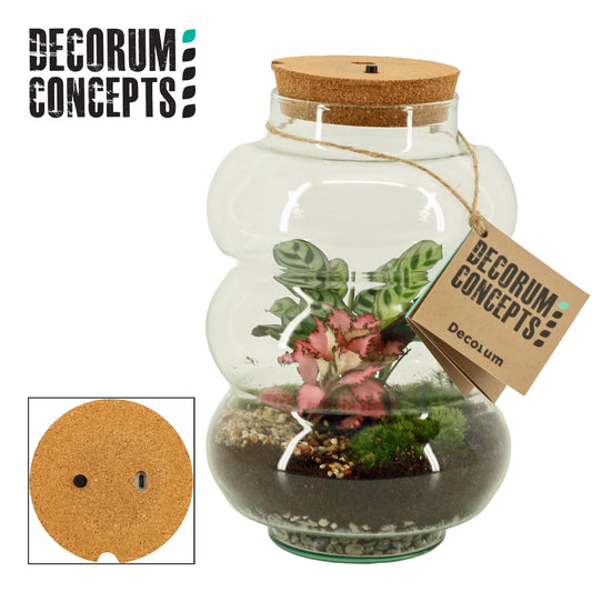 Duijn-Hove BV, kwekerij arr. Terrarium Pluto large GCPLL Pack of 3
