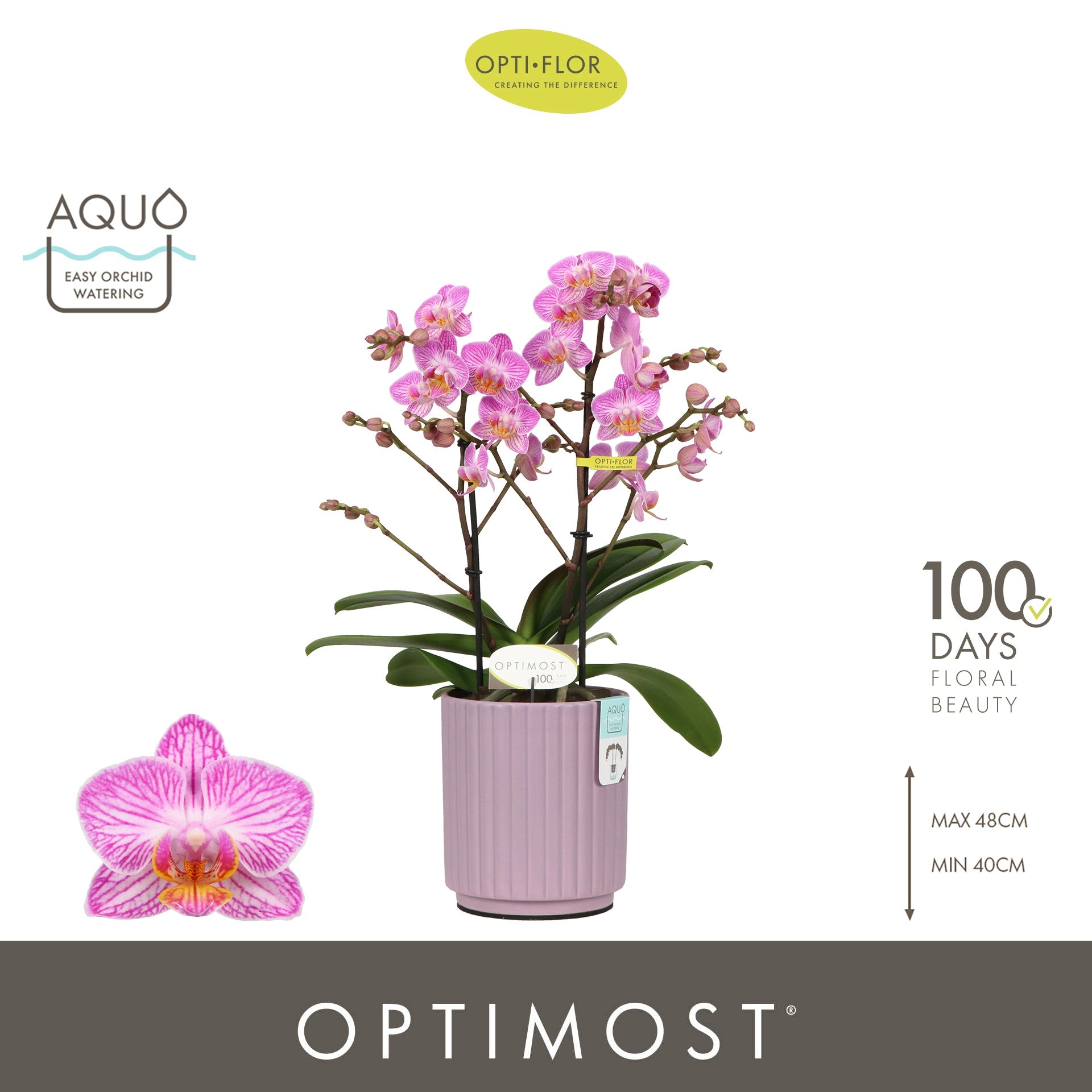 Phalaenopsis multiflora Honeybee 45cm 12cm Pot