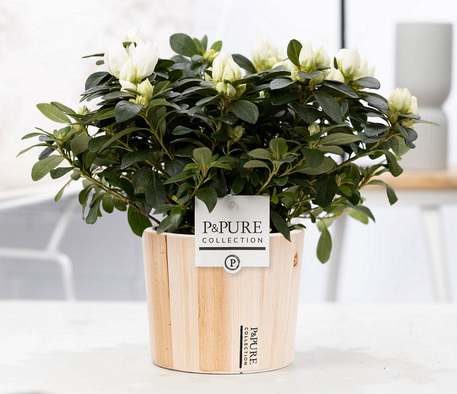 Rhododendron Vogel white 25cm 12cm Pot