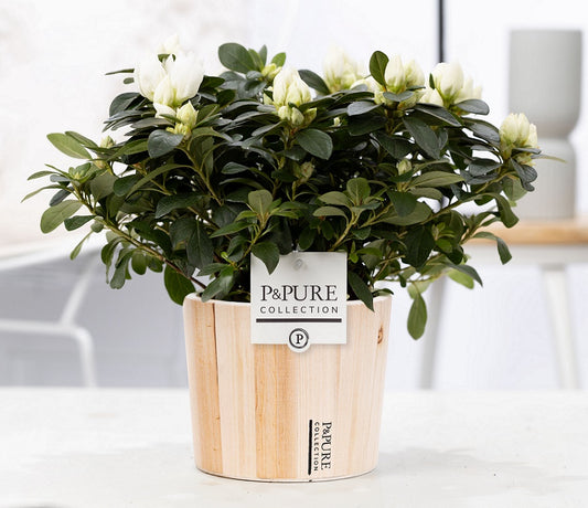 Rhododendron Vogel white 25cm 12cm Pot