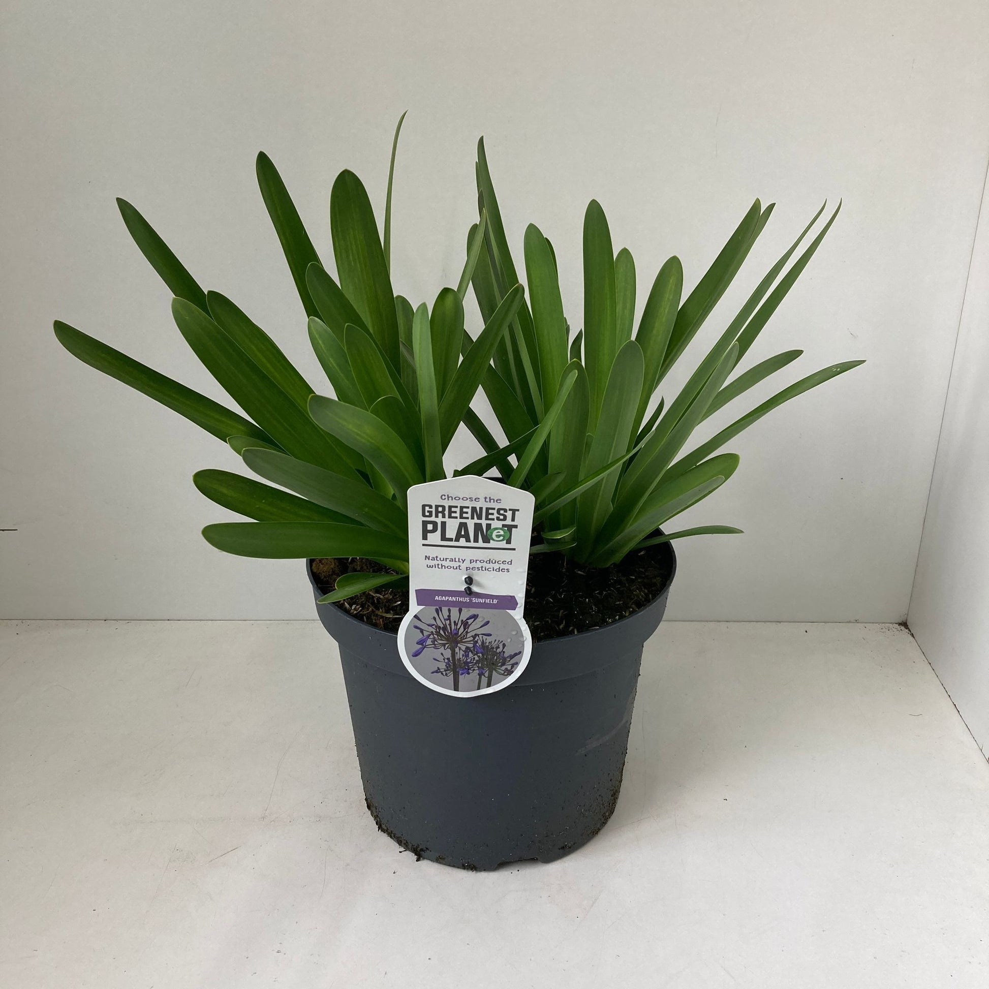 Agapanthus Sunfield 35cm 26cm Pot