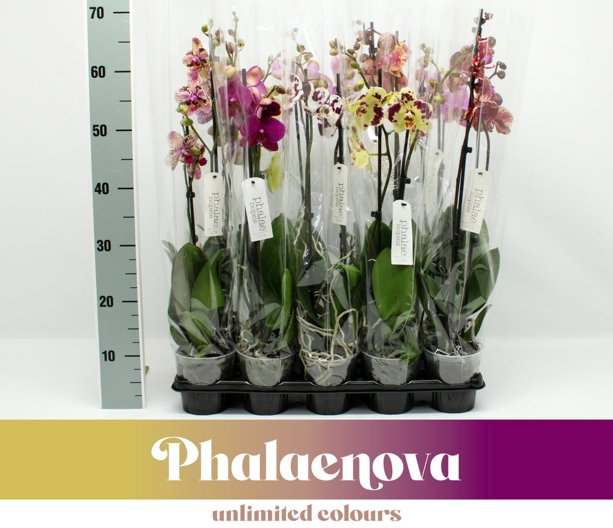 Phalaenopsis mix 65cm 12cm Pot