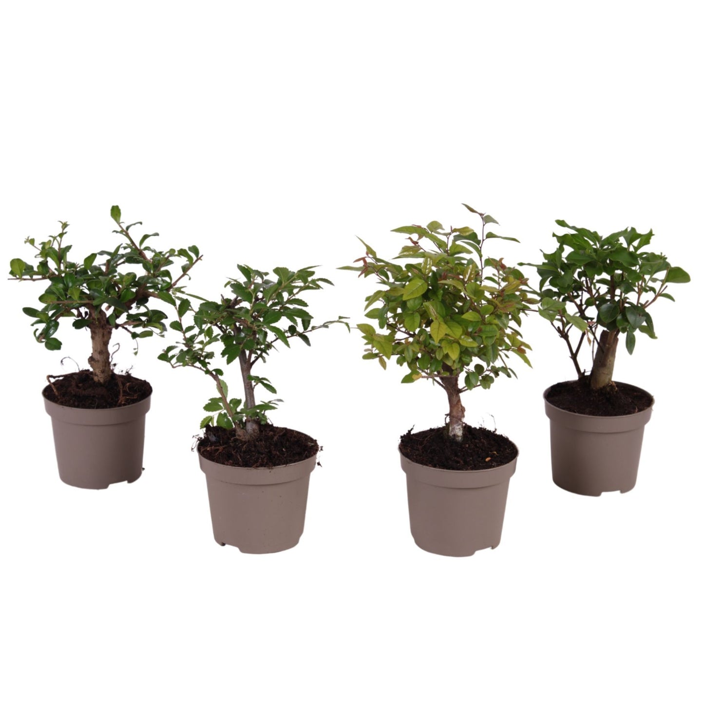 Bonsai mix 30cm 9cm Pot