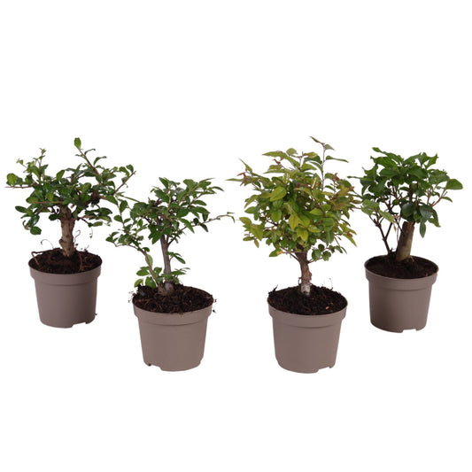 Bonsai mix 30cm 9cm Pot